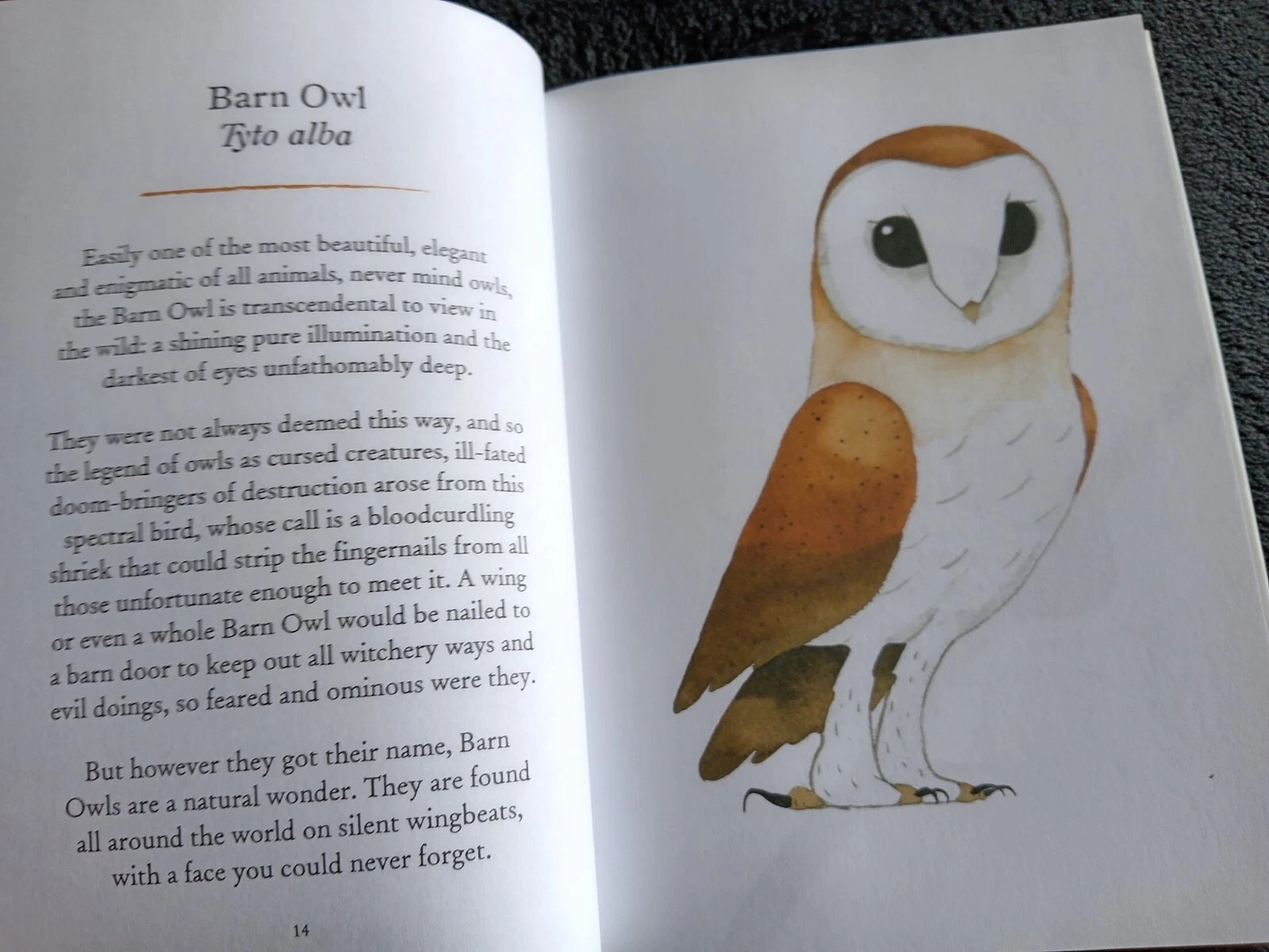 Owls Our Most Enchanting Bird: Book by Matt Sewell - Image 9