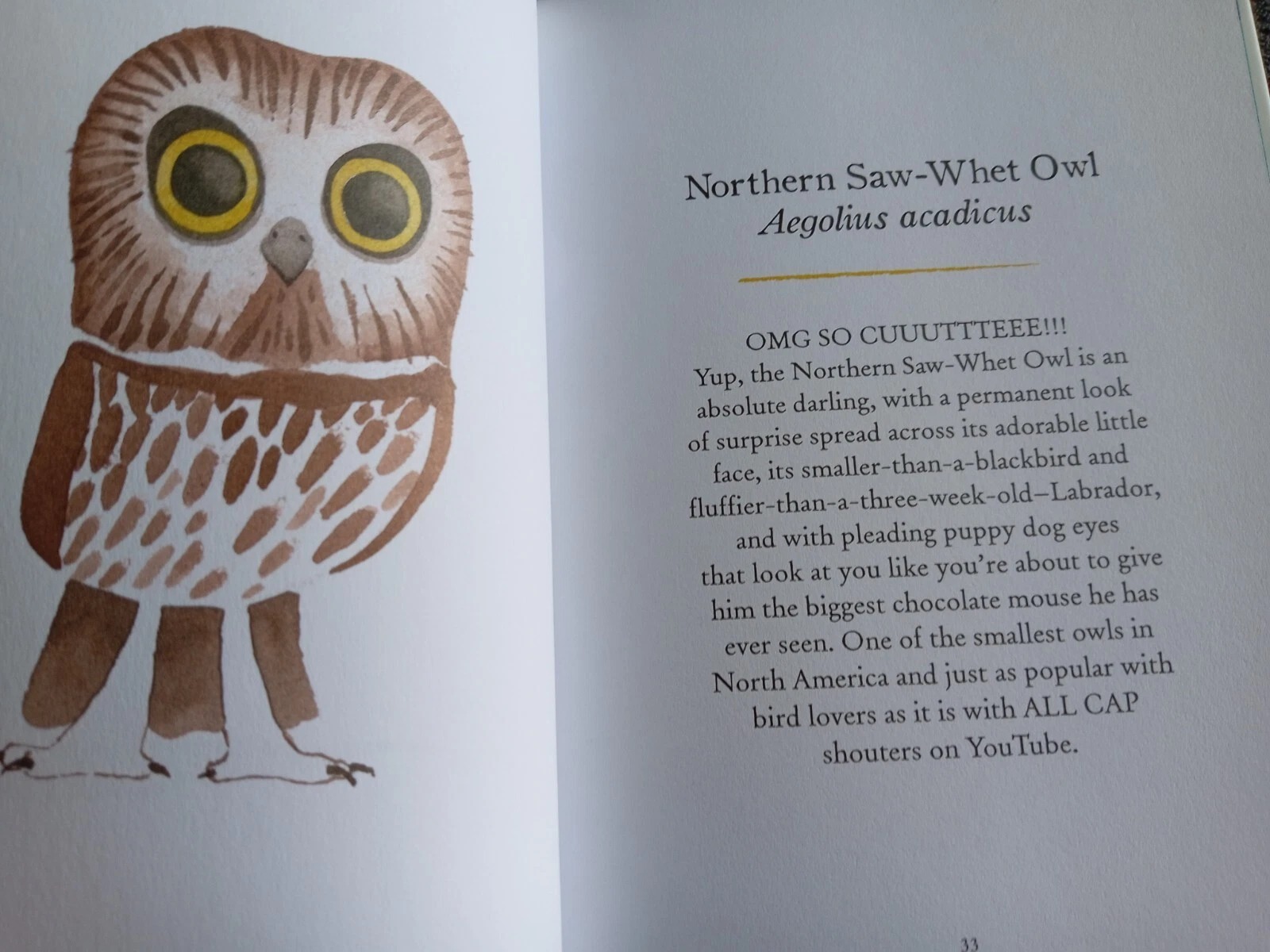 Owls Our Most Enchanting Bird: Book by Matt Sewell - Image 11