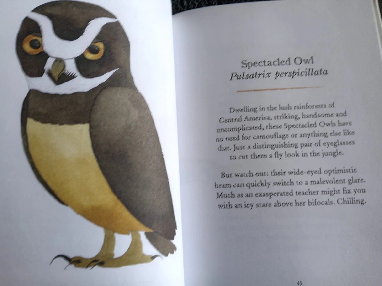 Owls Our Most Enchanting Bird: Book by Matt Sewell - Image 12