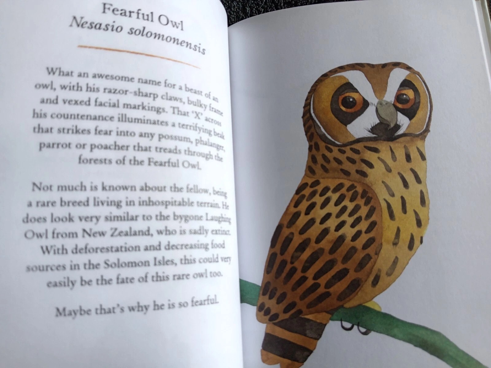 Owls Our Most Enchanting Bird: Book by Matt Sewell - Image 13