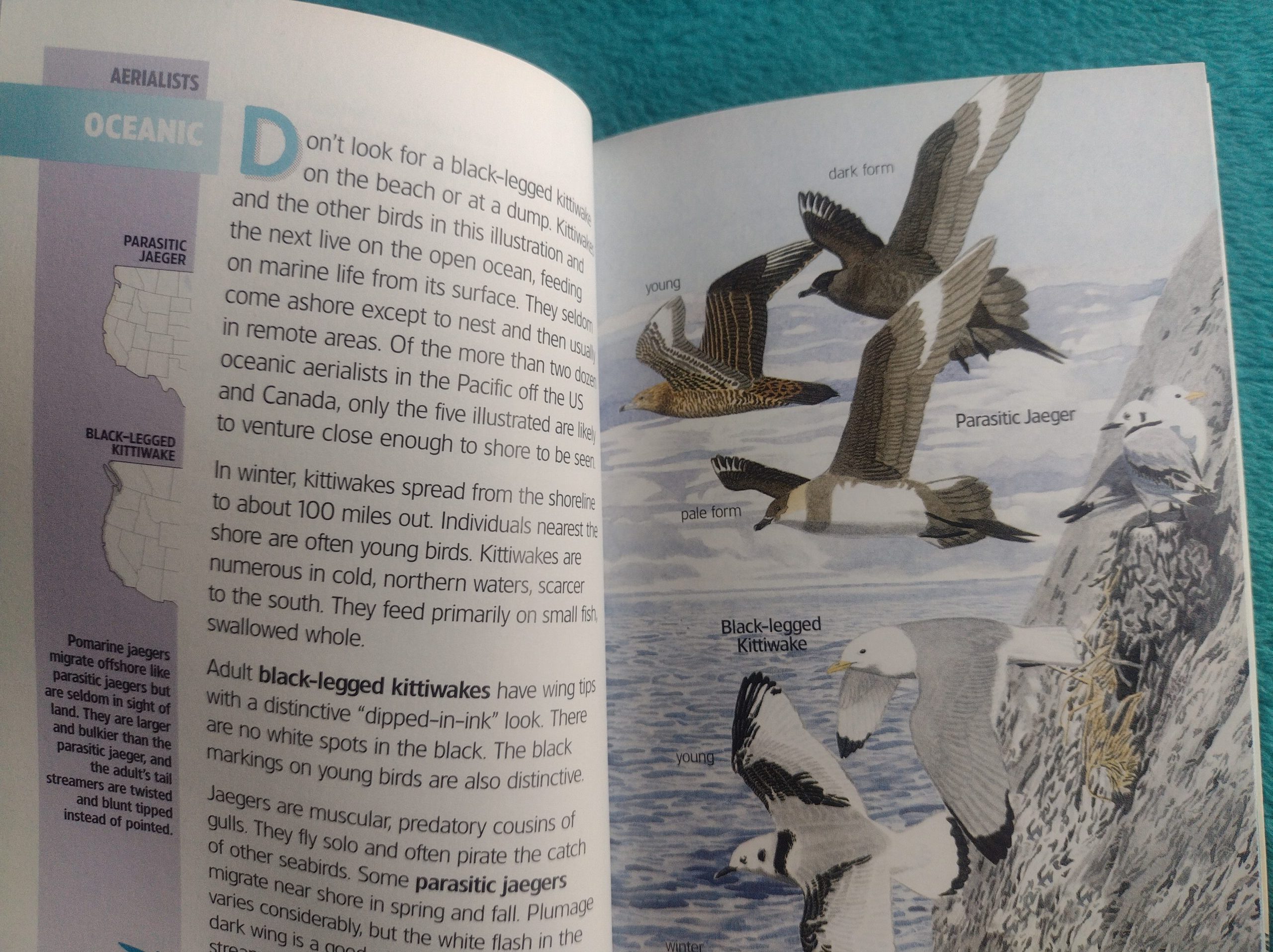 All the Water Birds Pacific Coast – ABC Compact Guide (Good Used) - Image 4